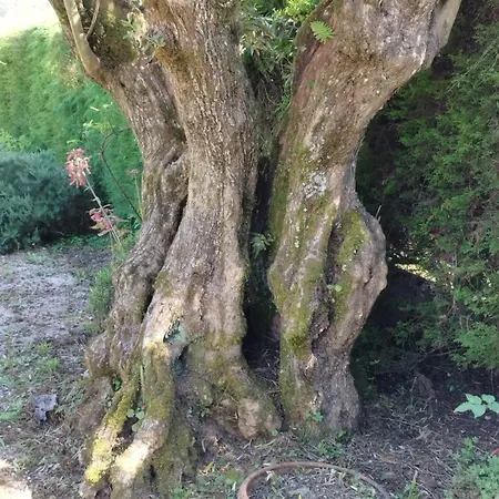 度假居 A Casa Da Fonte Alviobeira
